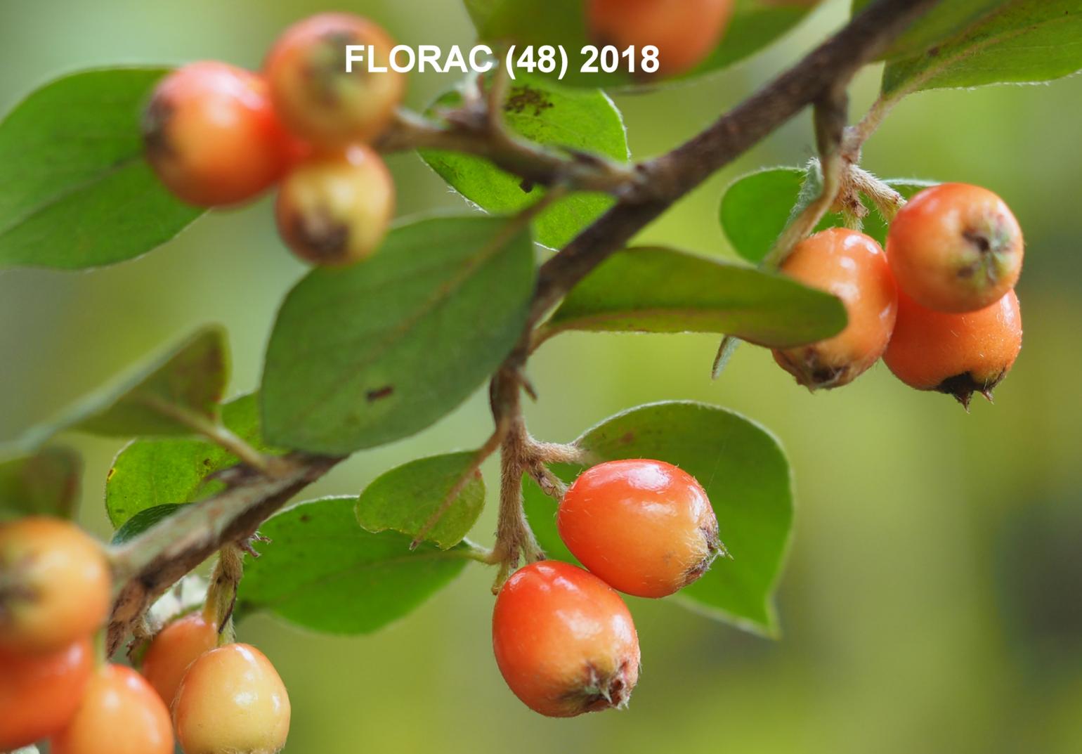 Cotoneaster, Himalayan